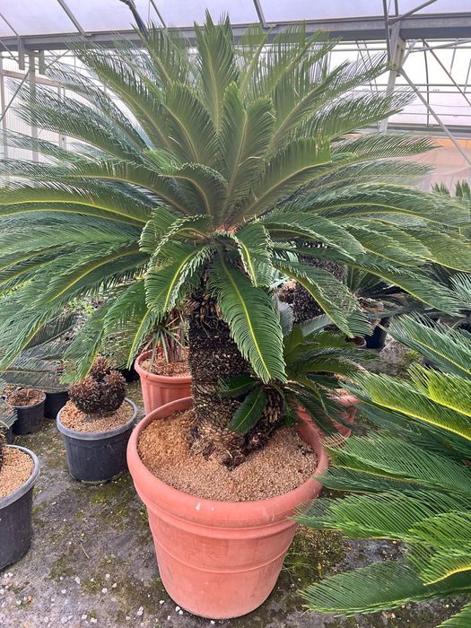 Palmieri Phoenix Canariensis, Trachycarpus fortunei, Chamaeros Excelsa, Washingtonia, Humilis Cycas Sagotier, Bambus, Yucca rostrata.
