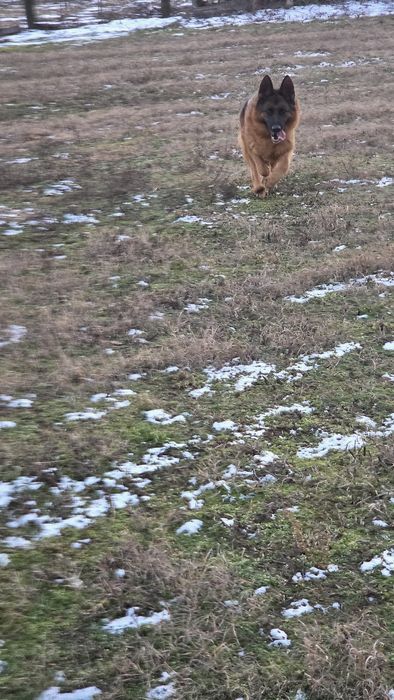 Femelă ciobănesc german