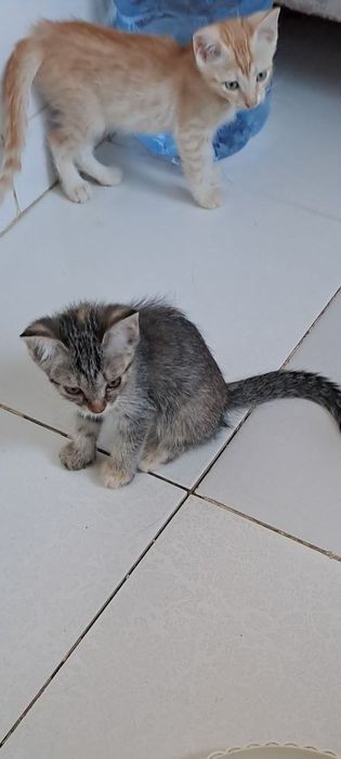 Роздам солнечно рыжых красивых котят!!!