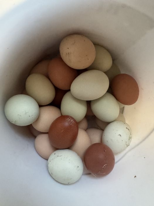 Продам цыплят смешанных пород