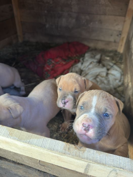 Spre adoptie pui amstaff