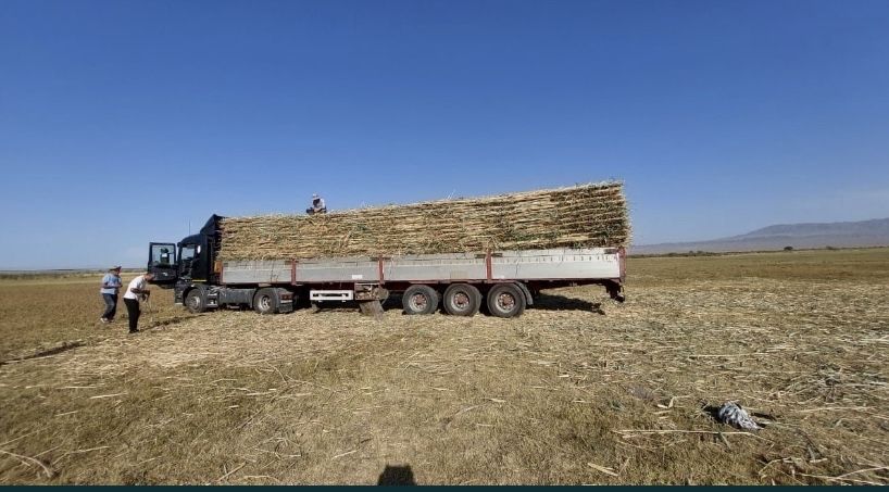 Камыс камыш маты