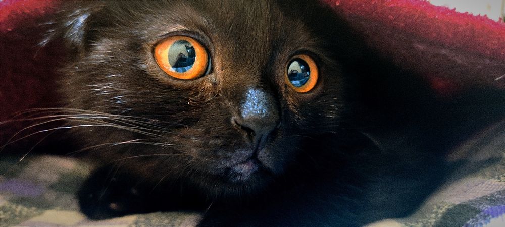 Mushuk Skottish Fold