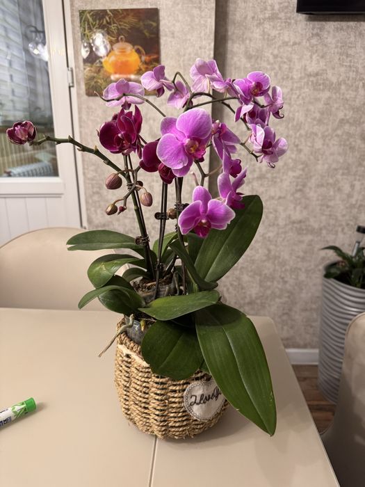 Орхидеи  9 сортов