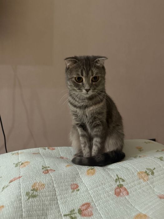 Отдам в хорошие руки