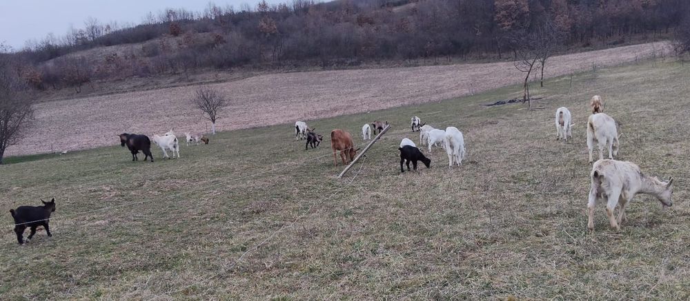 Capre cu iezi, 2 țapi