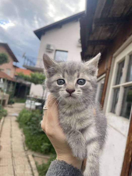 Подарявам котенца