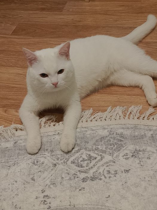 Белый кот ищет хозяина