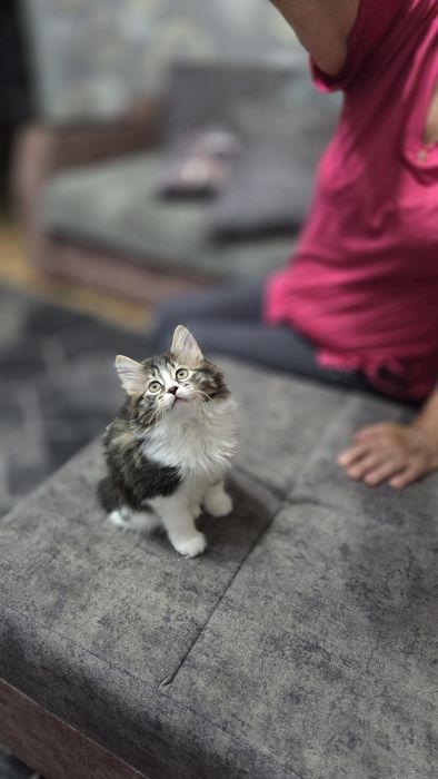 Красивая кошечка