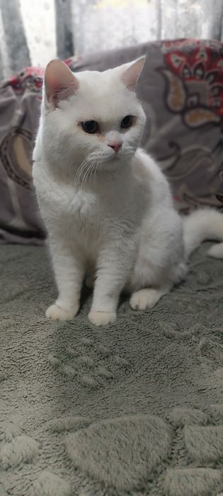 Продается кот Страйт