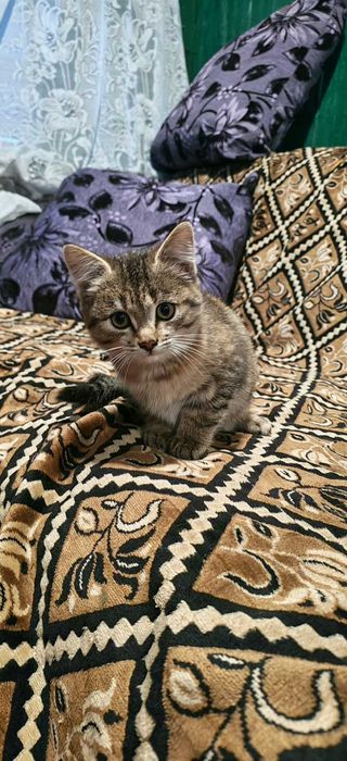 Отдам котенка 2 месяца в хорошие руки