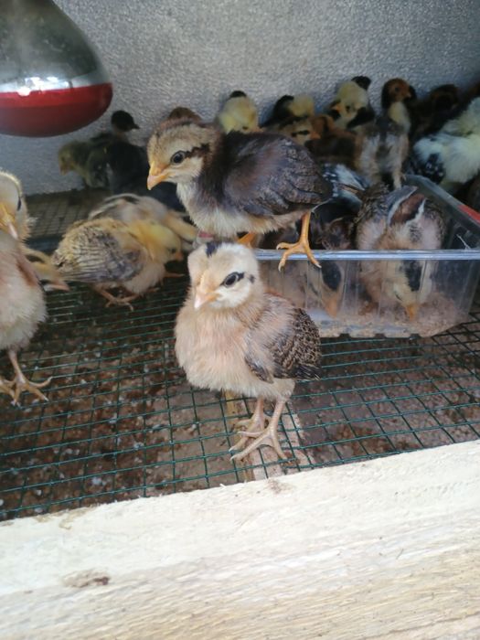 Pui de găină rasa mixta și pitici găini australorp negru