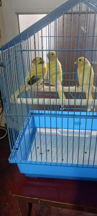 3 pui canar de anul acesta