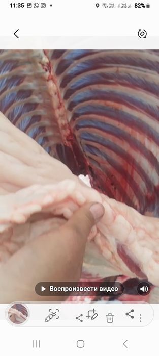 Семіз жас жылқының еті сатылады конина