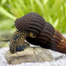 Продам улиток кролики