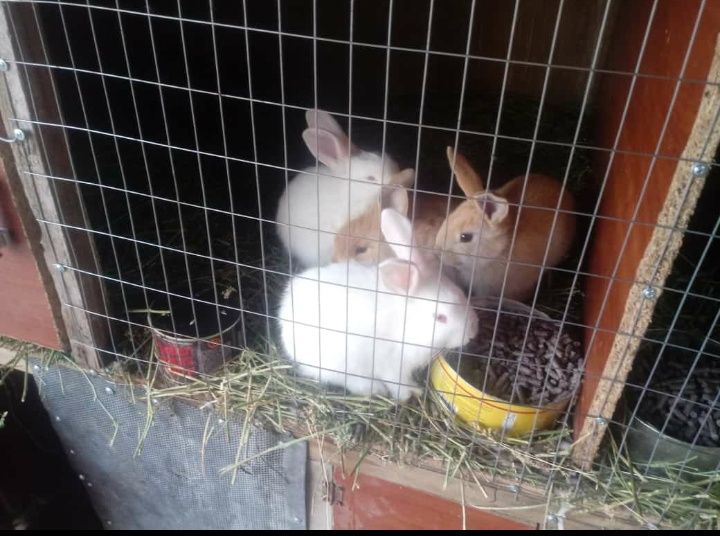 Кральчата месячные прадаю виликаны