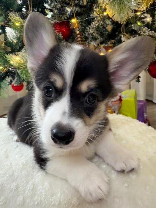 Вельш корги пемброк триколорного окраса