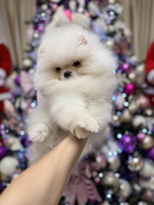 Pomeranian Fci pedigree