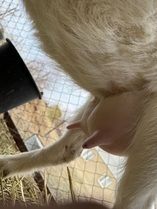 Заненский коза.занен ешкі