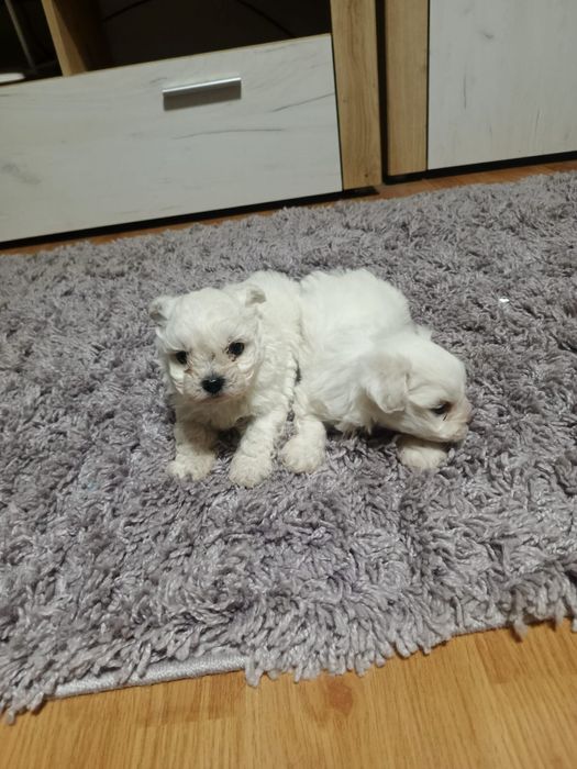 Vand bishon maltez ce așteaptă o căsuța noua