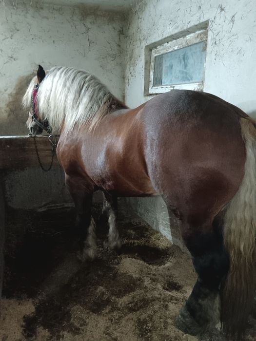 Armăsari de montă posibil și de vînzare dacă se plătesc