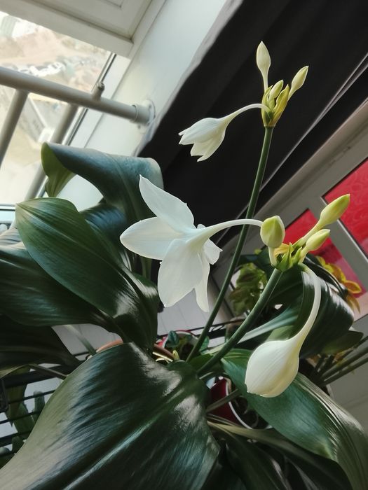 Эухарис ( Амазонская лилия)