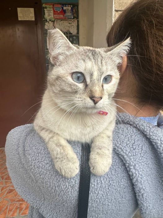 Кошечка ищет семью!