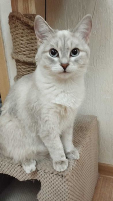 Отдаю русско голубых кошек в добрые руки