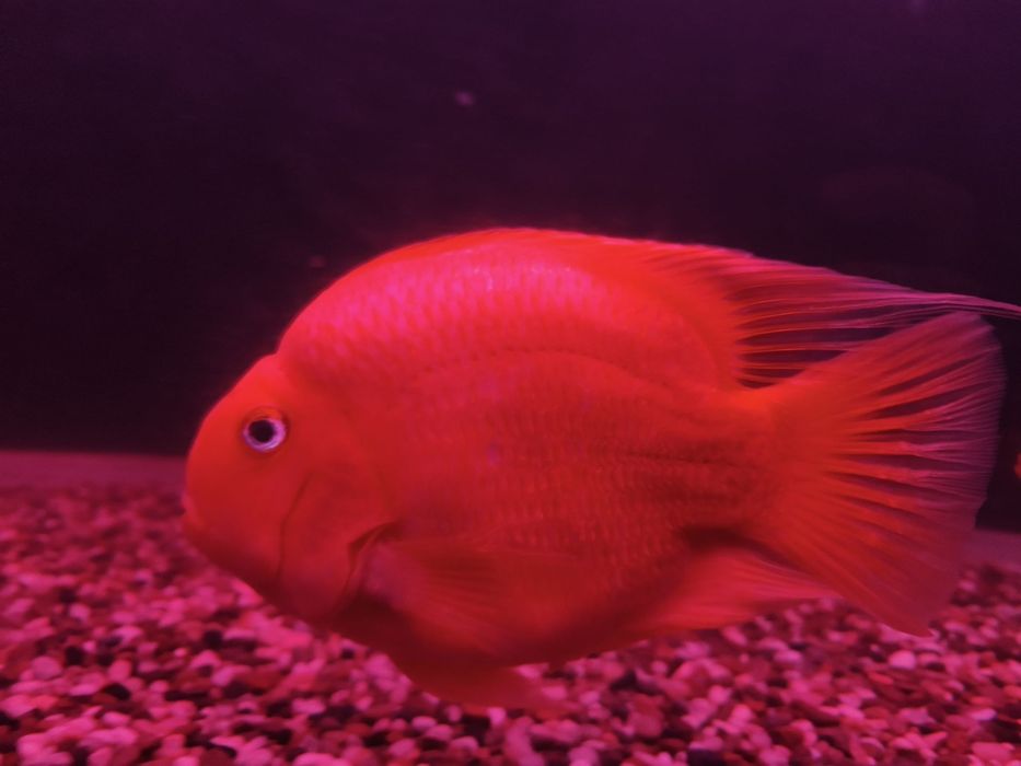 Папкгай балик сотилади