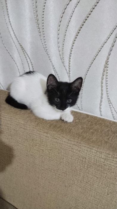 Пристраиваются котята девочки