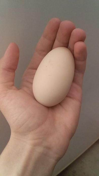 Damashni tuxum sotiladi.