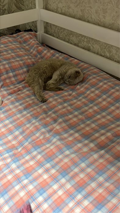 отдам бесплатно