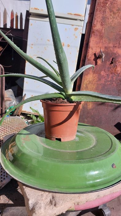 Продам алоэ вера 5000 тг