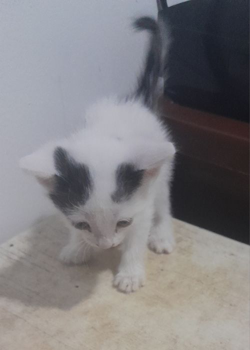 Котята в добрые и ласковые заботливые ручки