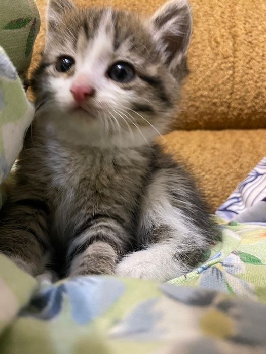 Отдам котёнка в добрые руки