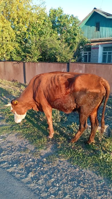 Продам дойную корову