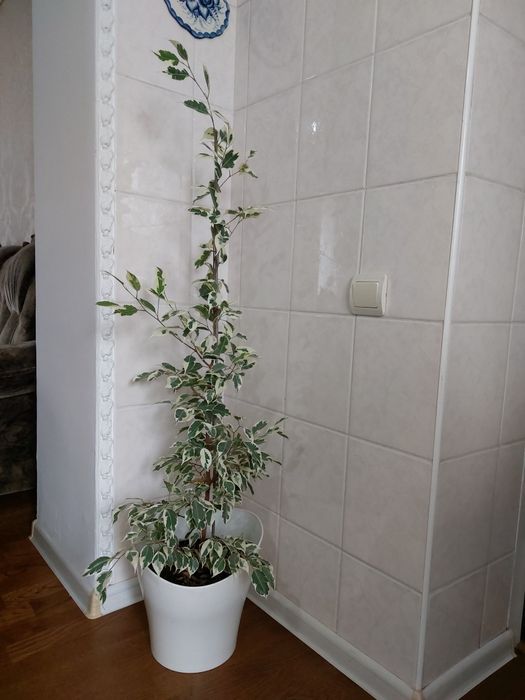 Продам фикус  бенджамина