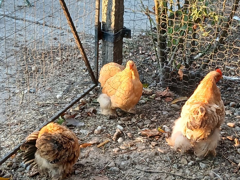 Găini cochinchina pitic