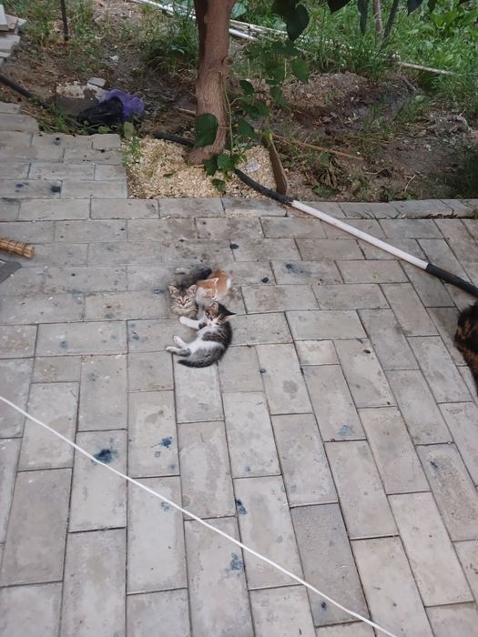 Бесплатно отдам котят в хороие руки. Бепул берилади. .
