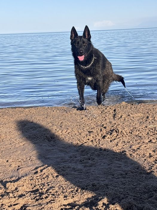 Продам немецкую овчарку