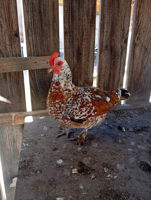 Vând o familie de liliputi 4 găini adulte și un cocos plus o găi.feoni