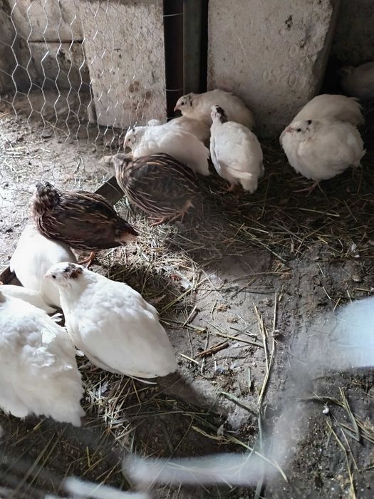 Prepelițe  polar albe