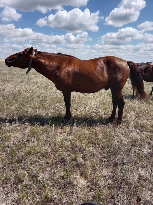 Продам  жеребца .