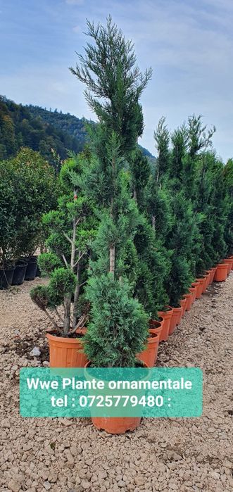 Tuia leylandii gard viu/ brazii argintii/verzi  Tuia smarald 1m-4m Etc