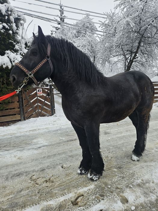 Vând armasar! Vârstă 4 ani