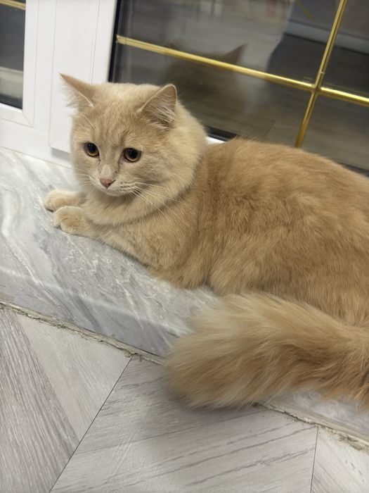 Отдам кошку мальчика