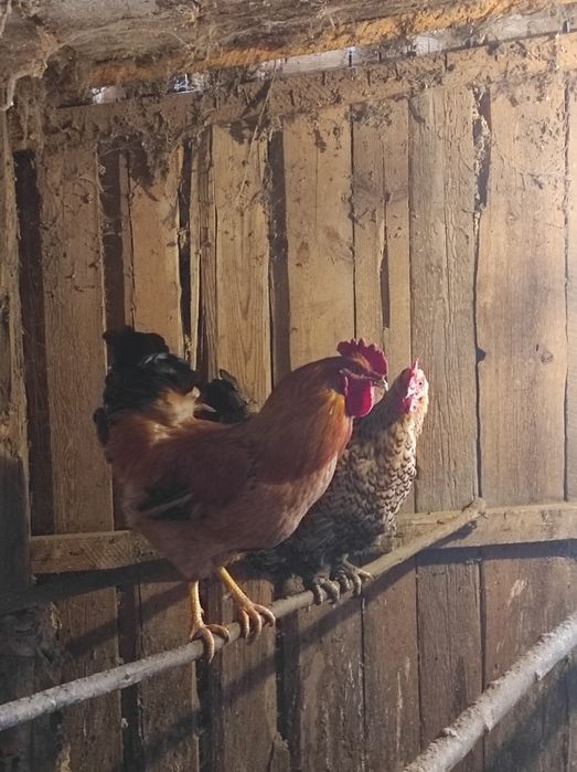 Жас әтеш сатылады 6000