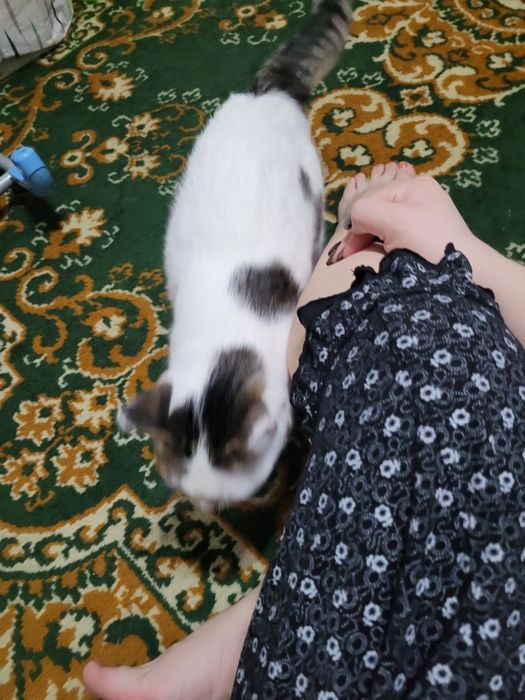 В добрые руки кошечка