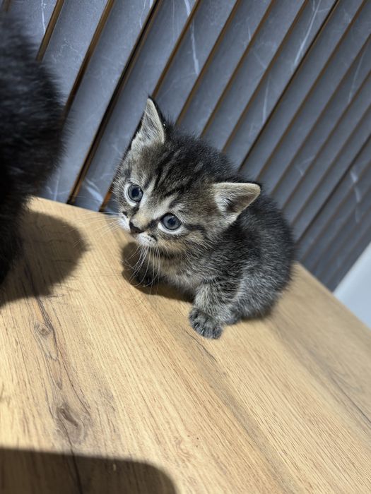 Котята скоттиш страйт