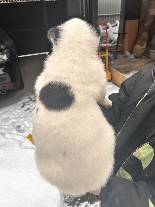 Щенок кобель Сао